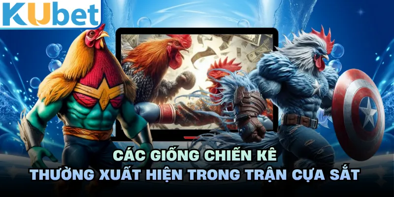 Các giống chiến kê thường xuất hiện trong trận cựa sắt 